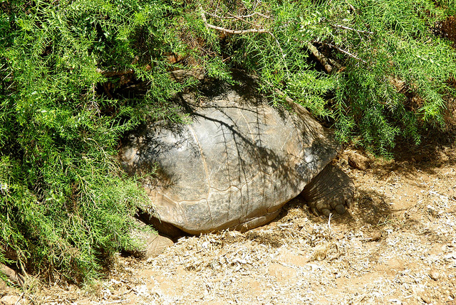 Tortoise hiding in the bush at the Charles Darwin Research Station