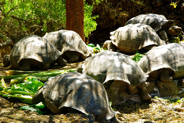 Group of Galapagos tortoises at the Charles Darwin Research Station