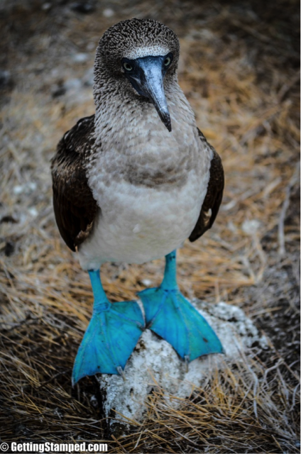 Blue Footed Boobies of the galapagos islands