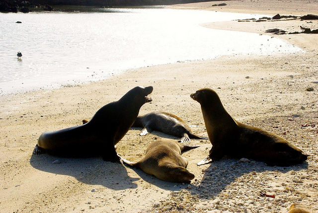 sea lions laying on the beach in the galapagos islands