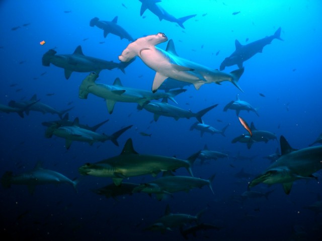 diving with sharks in the galapagos islands