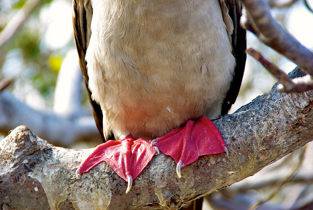 red footed booby in the Galapagos Islands