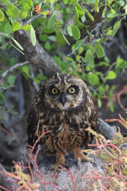short-ear-owl