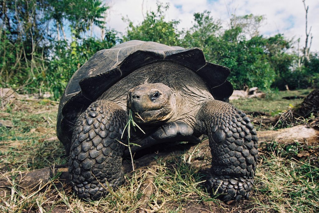 Слоновая черепаха среда обитания. Абингдонская слоновая черепаха. Галапагосские острова животные. Слоновая черепаха самая красивая. Абингдонская слоновая черепаха фото.