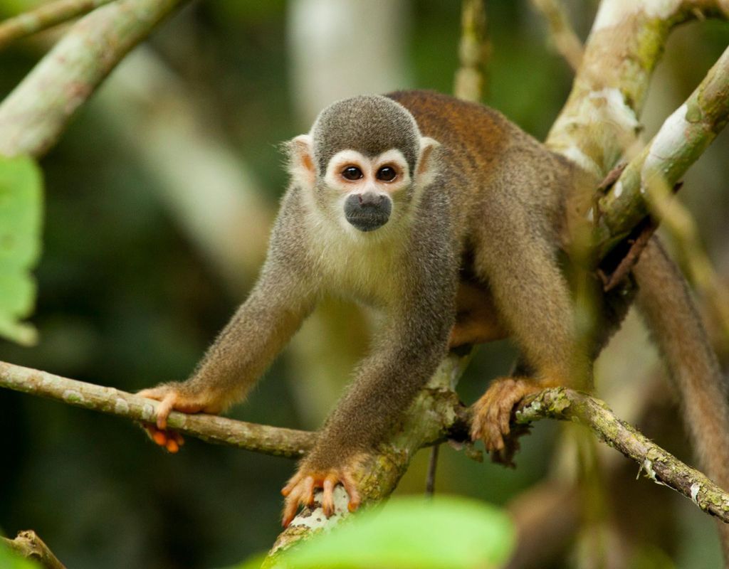 Amazonian monkey in sacha lodge ecuador